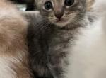 Scottish Straight F - Scottish Straight Kitten For Sale - 