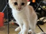 Scottish Straight M - Scottish Straight Kitten For Sale - 