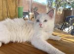 Sophie - Ragdoll Kitten For Sale - Las Vegas, NV, US