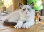 Max - Ragdoll Kitten For Sale - Las Vegas, NV, US