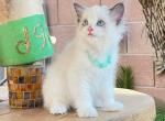 Ethan - Ragdoll Kitten For Sale - Las Vegas, NV, US