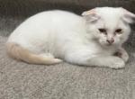 ScottishFold M - Scottish Fold Kitten For Sale - Bonney Lake, WA, US