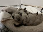 Ryce - Balinese Kitten For Sale - 