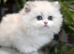 Piggy The British Munchkin Longhair Boy - Munchkin Kitten For Sale - 