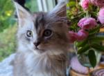 Gabrielle - Maine Coon Kitten For Sale - Riegelsville, PA, US