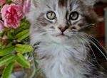 Beau - Maine Coon Cat For Sale - Riegelsville, PA, US