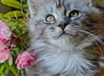 Teddy - Maine Coon Kitten For Sale - Riegelsville, PA, US