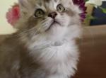 Felix - Maine Coon Cat For Sale - Riegelsville, PA, US