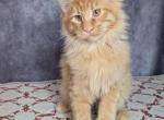 Prince - Maine Coon Kitten For Sale - 