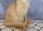 Phoenix - Maine Coon Kitten For Sale - 