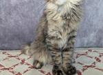 Paris - Maine Coon Kitten For Sale - Staten Island, NY, US