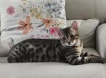 Sombrío - Bengal Kitten For Sale - 