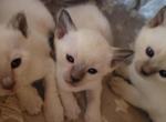 Purebred Siamese Kittens - Siamese Kitten For Sale - 