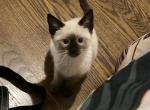 Peaches - Domestic Kitten For Sale - 