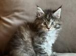 Stormy - Maine Coon Kitten For Sale - Valliant, OK, US