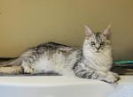 Katniss - Maine Coon Cat For Sale - Valliant, OK, US