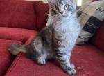 Sherry - Maine Coon Kitten For Sale - New Park, PA, US