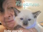 To be named - Ragamuffin Kitten For Sale - 