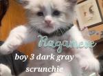 To be named - Ragamuffin Kitten For Sale - 