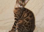 Bruno - Bengal Kitten For Sale - 