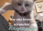 Name unknown - Ragamuffin Kitten For Sale - 