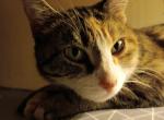 Esther - Domestic Cat For Adoption - Park City, KS, US