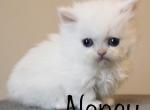 Nancy - Minuet Kitten For Sale - 