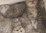 Dexters babies - Scottish Fold Kitten For Sale - South San Francisco, CA, US