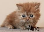 Nino - Minuet Kitten For Sale - 