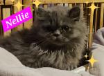 Nellie - Persian Kitten For Sale - 