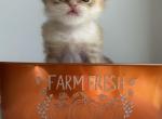 Alvin of LuxeBrits - British Shorthair Kitten For Sale - Amherstburg, Ontario, CA