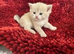 Oscar - British Shorthair Kitten For Sale - Phoenix, AZ, US