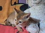 Red girl now has deposit - Abyssinian Kitten For Sale - 