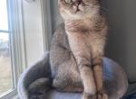 Golden Fold girl - Scottish Fold Cat For Sale - 