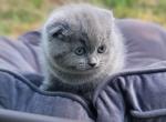 Blue grey kittens fall litter - Scottish Fold Kitten For Sale - 