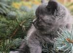 Blue grey kittens straight - Scottish Straight Kitten For Sale - 