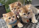 orange - British Shorthair Kitten For Sale - MD, US