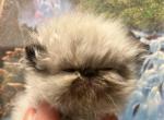 Kingsley Charlie - Persian Kitten For Sale - Pasadena, CA, US