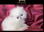 Kingsley Aslan the Lion - Himalayan Kitten For Sale - Pasadena, CA, US