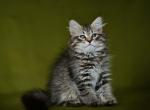 Ignat - Siberian Kitten For Sale - Miami, FL, US