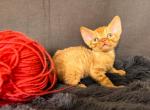 Olov - Devon Rex Kitten For Sale - 