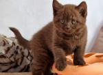 Zuma - British Shorthair Kitten For Sale - Hollywood, FL, US