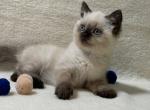 Sonya - Scottish Straight Kitten For Sale - Hollywood, FL, US