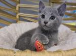 Bilbo - Russian Blue Kitten For Sale - Hollywood, FL, US