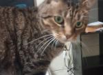 TK - Domestic Cat For Adoption - Atlanta, GA, US