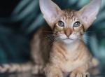 Ellios - Oriental Kitten For Sale - Norwalk, CT, US