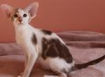 Brandy - Oriental Kitten For Sale - Norwalk, CT, US