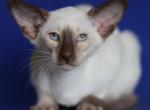 Karina - Siamese Kitten For Sale - Miami, FL, US