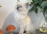 Pure breed Blue Point Boy TICA - Ragdoll Kitten For Sale - Southwick, MA, US