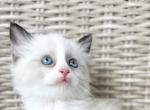 Bueatiful Ragdoll Boy - Ragdoll Kitten For Adoption - Southwick, MA, US